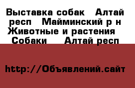 Выставка собак - Алтай респ., Майминский р-н Животные и растения » Собаки   . Алтай респ.